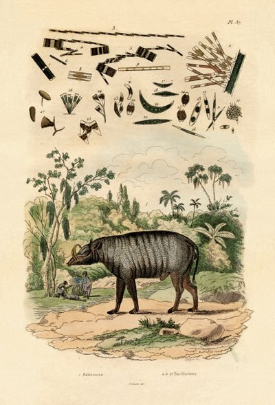 Babirusa, 1833-39 by French School